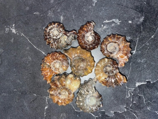 Ammonite Fossils